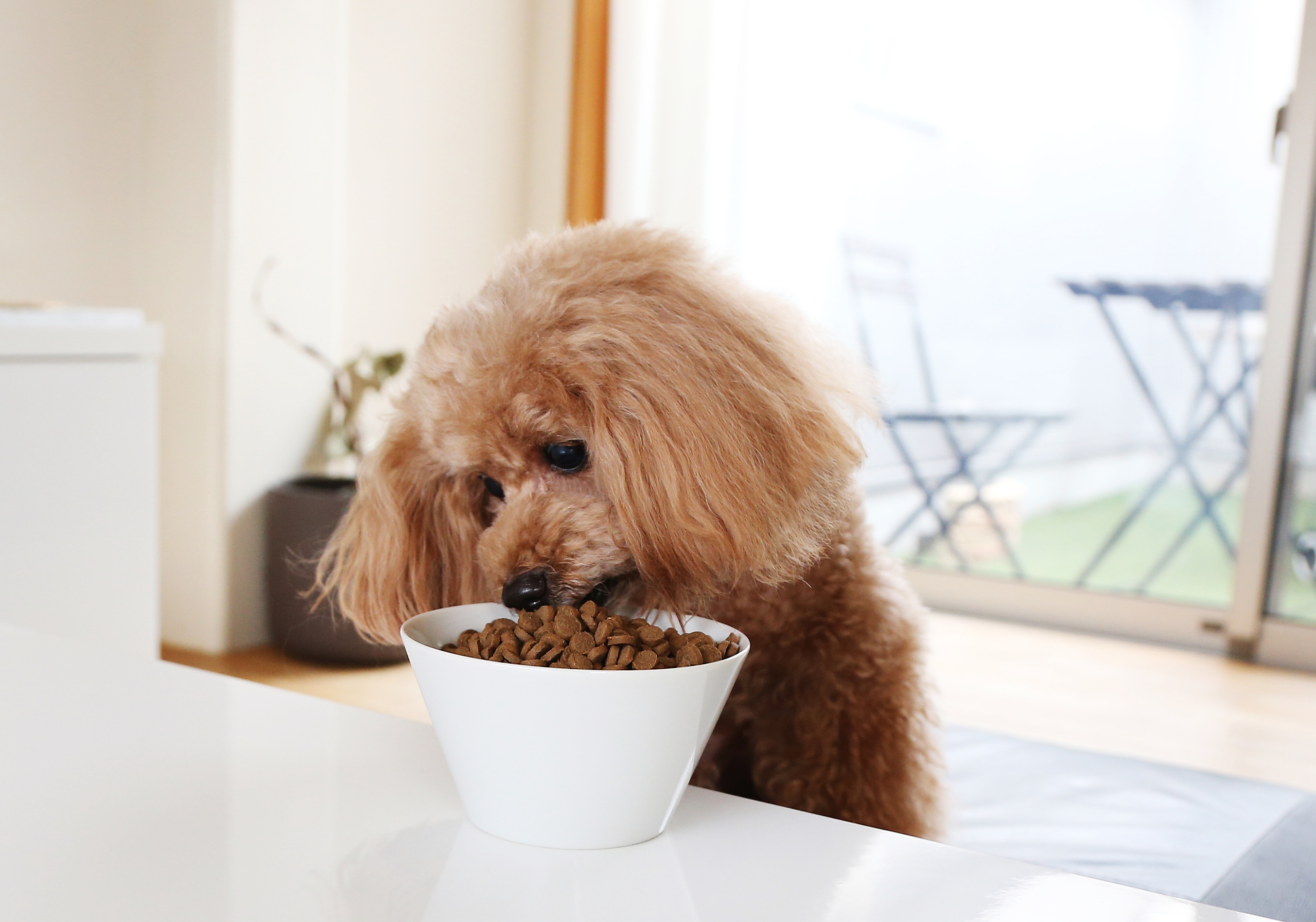 ワンぱくっ！ごはんのイメージ