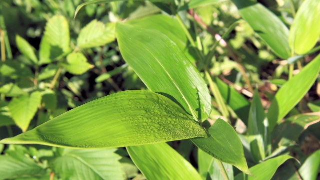 ビフィズス菌・クマイザサのイメージ