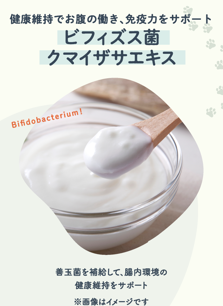 健康維持でお腹の働き、免疫力をサポート ビフィズス菌クマイザサエキス | Bifidobacterium！ | 善玉菌を補給して、腸内環境の健康維持をサポート