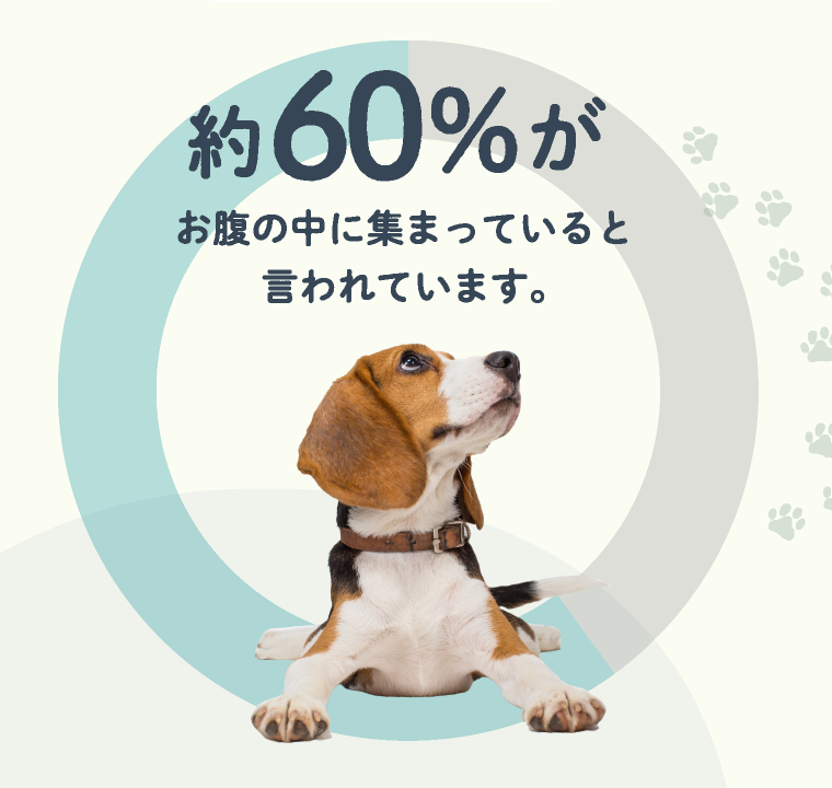 約60％がお腹の中に集まっていると言われています。
