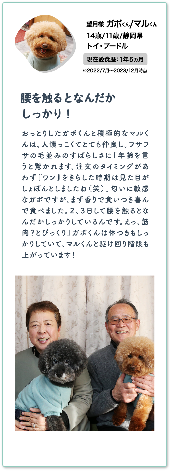 望月様ガボくん/マルくん 14歳/11歳/静岡県 トイ・プードル 現在愛食歴：1年5ヵ月 ※2022/7月〜2023/12月時点 | 腰を触るとなんだかしっかり！ | おっとりしたガボくんと積極的なマルくんは、人懐っこくてとても仲良し。フサフサの毛並みのすばらしさに「年齢を言うと驚かれます。注文のタイミングがあわず『ワン』をきらした時期は見た目がしょぼんとしましたね（笑）」匂いに敏感なガボですが、まず香りで食いつき喜んで食べました。２、３日して腰を触るとなんだかしっかりしているんです。えっ、筋肉？とびっくり」ガボくんは体つきもしっかりしていて、マルくんと駆け回り階段も上がっています！