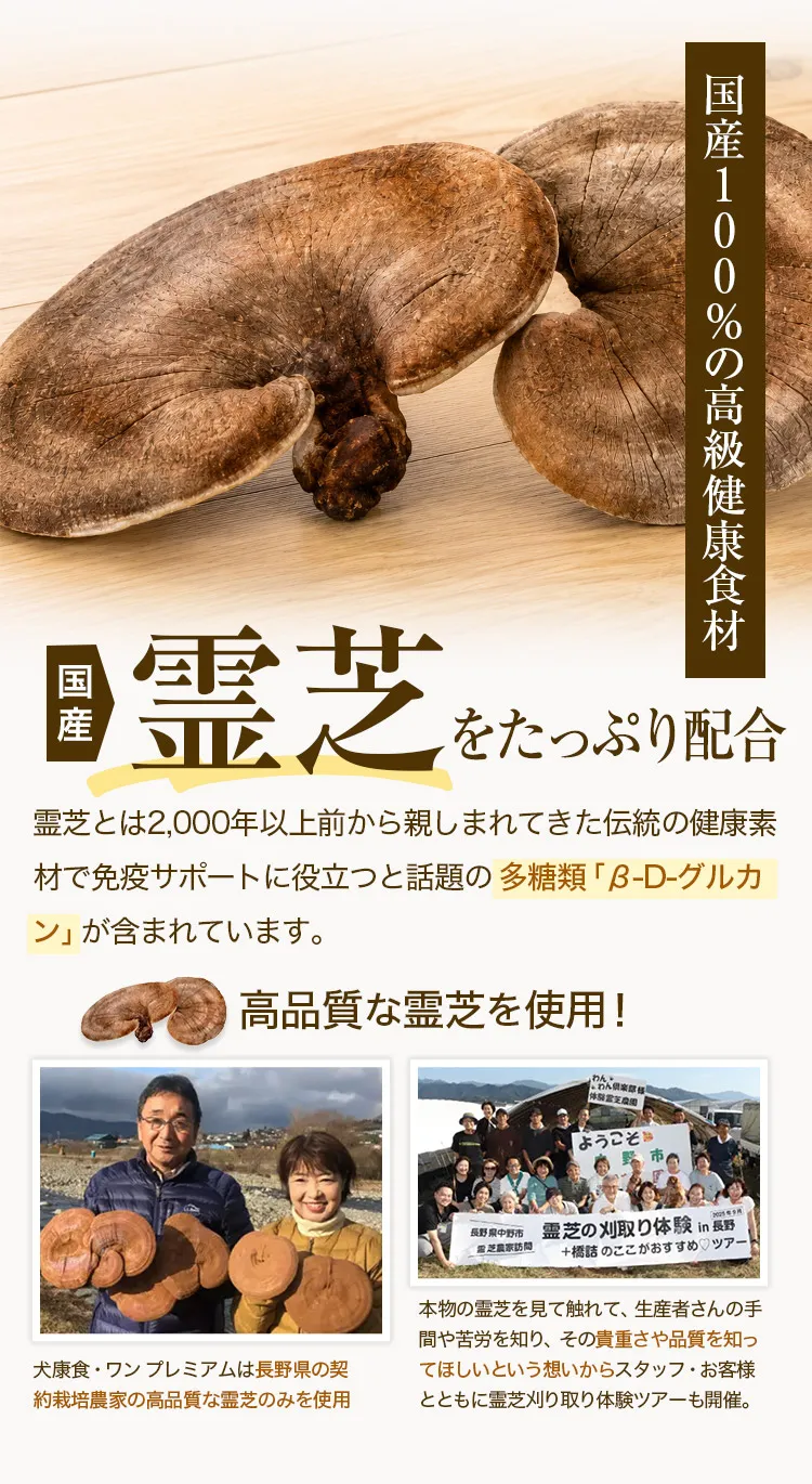 霊芝