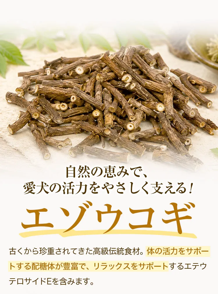 エゾウコギ