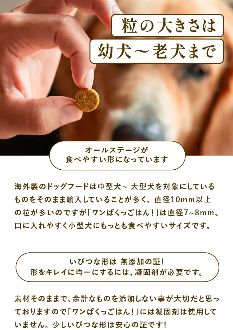 
            粒の大きさは幼犬〜老犬までオールステージが食べやすい形になっています｜海外製のドッグフードは中型犬〜大型犬を対象にしているものをそのまま輸入していることが多く、直径10mm以上の粒が多いのですが「ワンぱくっごはん！」は直径7~8mm、口に入れやすく小型犬にもっとも食べやすいサイズです。｜いびつな形は無添加の証！形をキレイに均一にするには、凝固剤が必要です｜素材そのままで、余計なものを添加しない事が大切だと思っておりますので「ワンぱくっごはん！」には凝固剤は使用していません。少しいびつな形は安心の証です！
            