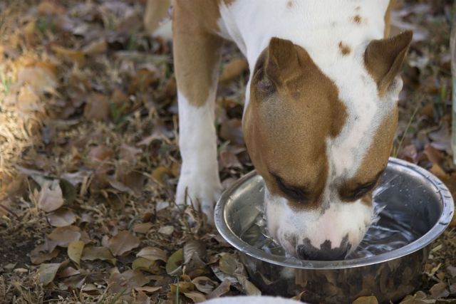 犬は一日にどれぐらいの水分補給が必要なの？水を飲まない時の対策や手作りスポーツドリンクのレシピを紹介